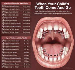 Childrens Mouth Anatomy